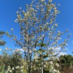 Okrasná jabloň (Malus) ´EVERESTE´ - výška 450-500 cm, kont. C110L